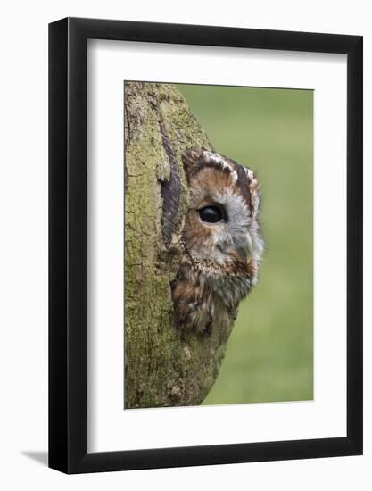 Tawny owl (Strix aluco), captive, Cumbria, England, United Kingdom, Europe-Ann and Steve Toon-Framed Photographic Print