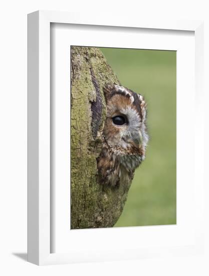 Tawny owl (Strix aluco), captive, Cumbria, England, United Kingdom, Europe-Ann and Steve Toon-Framed Photographic Print