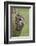 Tawny owl (Strix aluco), captive, Cumbria, England, United Kingdom, Europe-Ann and Steve Toon-Framed Photographic Print