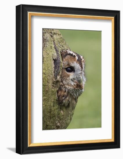 Tawny owl (Strix aluco), captive, Cumbria, England, United Kingdom, Europe-Ann and Steve Toon-Framed Photographic Print