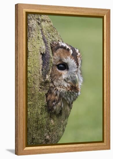 Tawny owl (Strix aluco), captive, Cumbria, England, United Kingdom, Europe-Ann and Steve Toon-Framed Premier Image Canvas