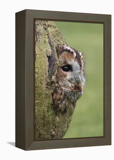 Tawny owl (Strix aluco), captive, Cumbria, England, United Kingdom, Europe-Ann and Steve Toon-Framed Premier Image Canvas