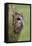 Tawny owl (Strix aluco), captive, Cumbria, England, United Kingdom, Europe-Ann and Steve Toon-Framed Premier Image Canvas