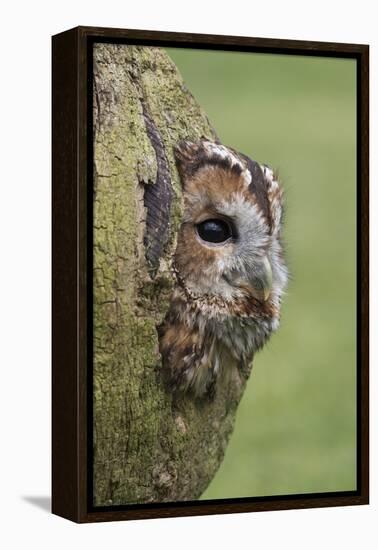 Tawny owl (Strix aluco), captive, Cumbria, England, United Kingdom, Europe-Ann and Steve Toon-Framed Premier Image Canvas