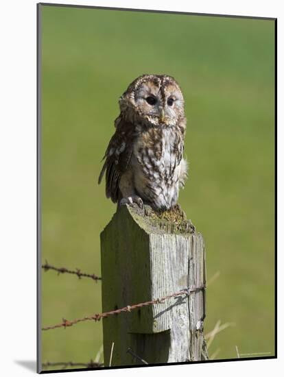 Tawny Owl (Strix Aluco), Captive, Perched, United Kingdom, Europe-Ann & Steve Toon-Mounted Photographic Print