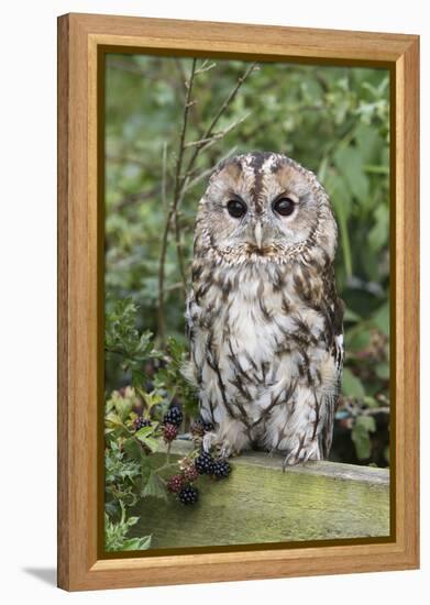 Tawny Owl (Strix Aluco), Captive, United Kingdom, Europe-Ann and Steve Toon-Framed Premier Image Canvas