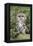 Tawny Owl (Strix Aluco), Captive, United Kingdom, Europe-Ann and Steve Toon-Framed Premier Image Canvas