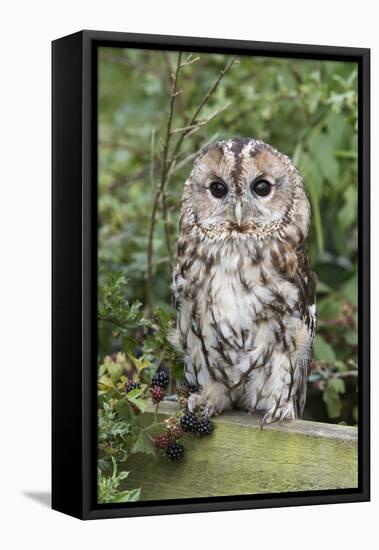 Tawny Owl (Strix Aluco), Captive, United Kingdom, Europe-Ann and Steve Toon-Framed Premier Image Canvas