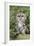 Tawny Owl (Strix Aluco), Captive, United Kingdom, Europe-Ann and Steve Toon-Framed Photographic Print