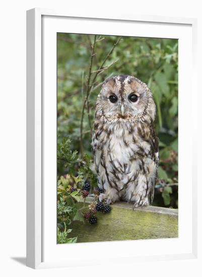 Tawny Owl (Strix Aluco), Captive, United Kingdom, Europe-Ann and Steve Toon-Framed Photographic Print