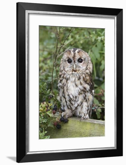 Tawny Owl (Strix Aluco), Captive, United Kingdom, Europe-Ann and Steve Toon-Framed Photographic Print