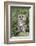 Tawny Owl (Strix Aluco), Captive, United Kingdom, Europe-Ann and Steve Toon-Framed Photographic Print