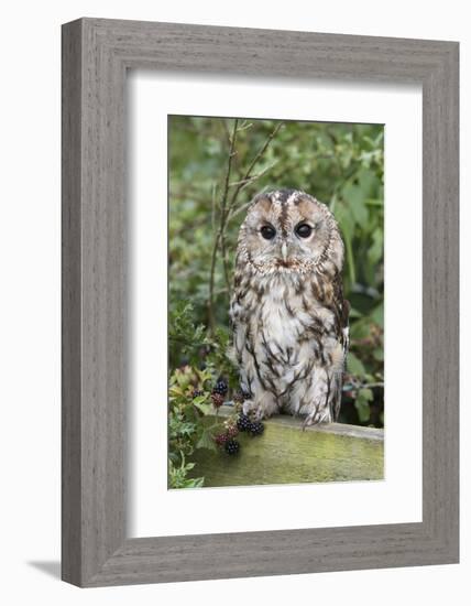 Tawny Owl (Strix Aluco), Captive, United Kingdom, Europe-Ann and Steve Toon-Framed Photographic Print