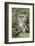 Tawny Owl (Strix Aluco), Captive, United Kingdom, Europe-Ann and Steve Toon-Framed Photographic Print