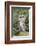 Tawny Owl (Strix Aluco), Captive, United Kingdom, Europe-Ann and Steve Toon-Framed Photographic Print