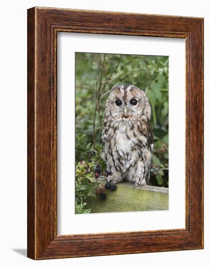 Tawny Owl (Strix Aluco), Captive, United Kingdom, Europe-Ann and Steve Toon-Framed Photographic Print