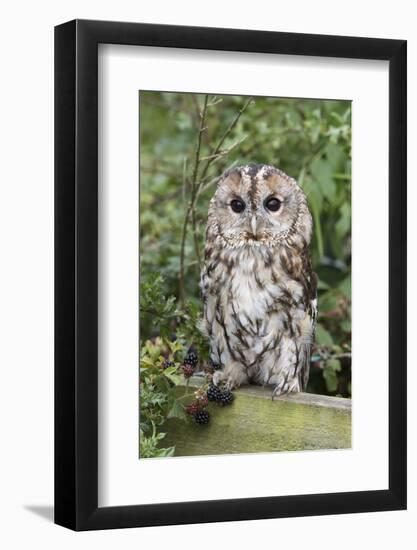 Tawny Owl (Strix Aluco), Captive, United Kingdom, Europe-Ann and Steve Toon-Framed Photographic Print