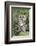 Tawny Owl (Strix Aluco), Captive, United Kingdom, Europe-Ann and Steve Toon-Framed Photographic Print