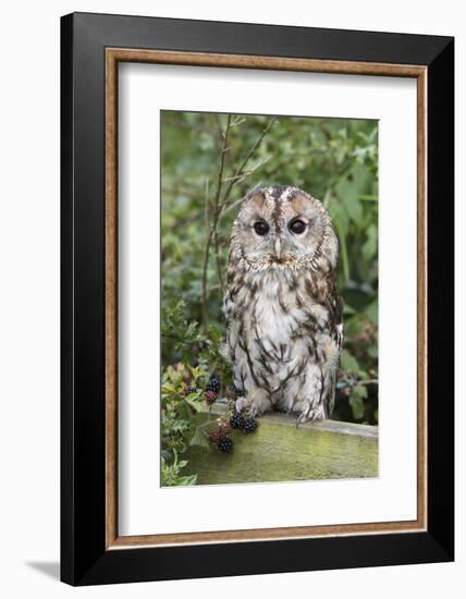 Tawny Owl (Strix Aluco), Captive, United Kingdom, Europe-Ann and Steve Toon-Framed Photographic Print