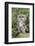 Tawny Owl (Strix Aluco), Captive, United Kingdom, Europe-Ann and Steve Toon-Framed Photographic Print