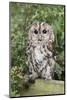 Tawny Owl (Strix Aluco), Captive, United Kingdom, Europe-Ann and Steve Toon-Mounted Photographic Print