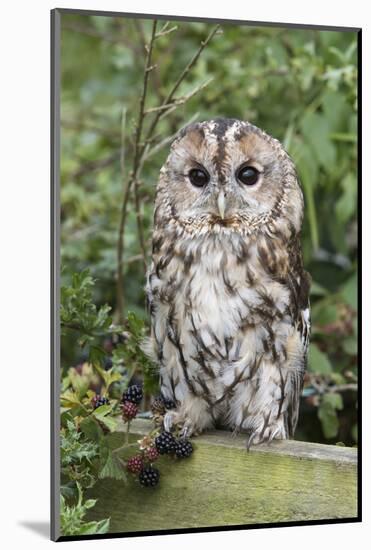Tawny Owl (Strix Aluco), Captive, United Kingdom, Europe-Ann and Steve Toon-Mounted Photographic Print