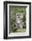 Tawny Owl (Strix Aluco), Captive, United Kingdom, Europe-Ann and Steve Toon-Framed Photographic Print