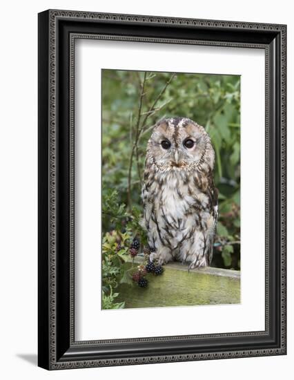 Tawny Owl (Strix Aluco), Captive, United Kingdom, Europe-Ann and Steve Toon-Framed Photographic Print