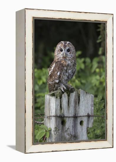 Tawny owl (Strix aluco), captive, United Kingdom, Europe-Ann and Steve Toon-Framed Premier Image Canvas