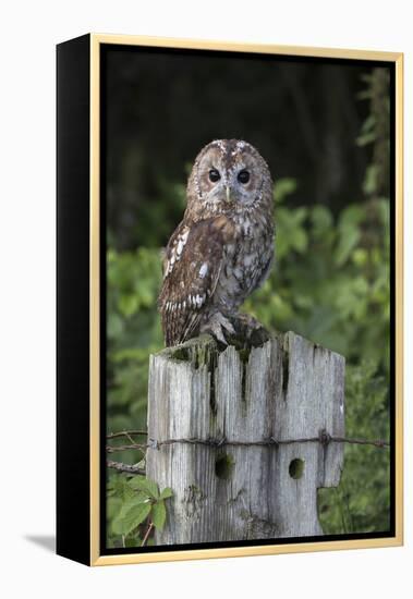 Tawny owl (Strix aluco), captive, United Kingdom, Europe-Ann and Steve Toon-Framed Premier Image Canvas