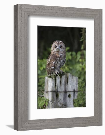 Tawny owl (Strix aluco), captive, United Kingdom, Europe-Ann and Steve Toon-Framed Photographic Print