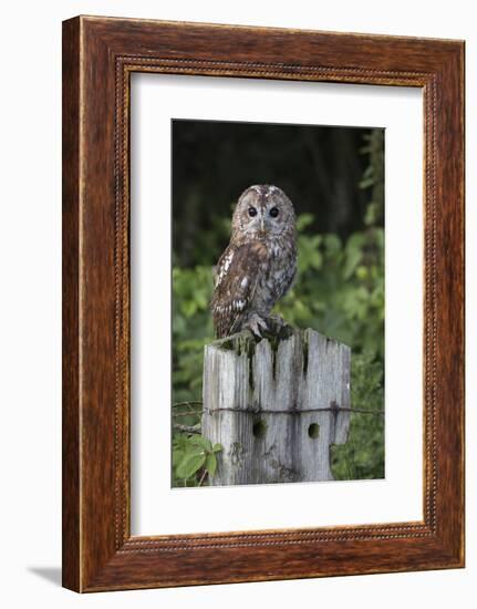 Tawny owl (Strix aluco), captive, United Kingdom, Europe-Ann and Steve Toon-Framed Photographic Print