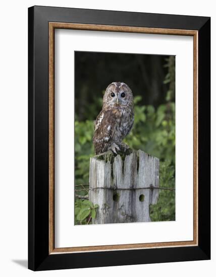 Tawny owl (Strix aluco), captive, United Kingdom, Europe-Ann and Steve Toon-Framed Photographic Print