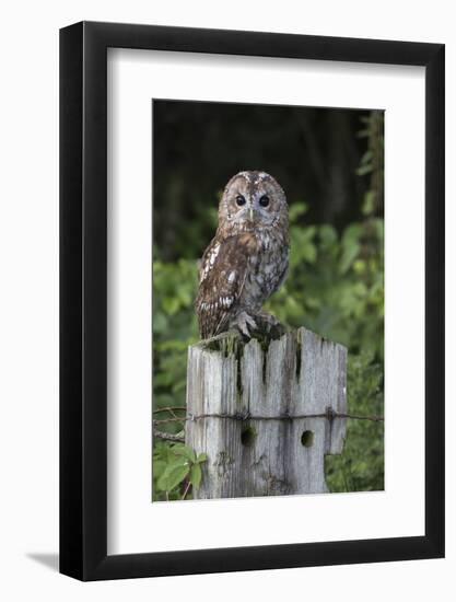 Tawny owl (Strix aluco), captive, United Kingdom, Europe-Ann and Steve Toon-Framed Photographic Print