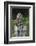 Tawny owl (Strix aluco), captive, United Kingdom, Europe-Ann and Steve Toon-Framed Photographic Print