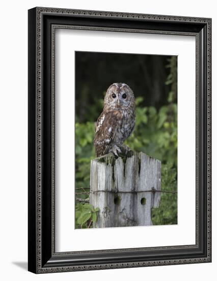 Tawny owl (Strix aluco), captive, United Kingdom, Europe-Ann and Steve Toon-Framed Photographic Print