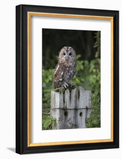 Tawny owl (Strix aluco), captive, United Kingdom, Europe-Ann and Steve Toon-Framed Photographic Print