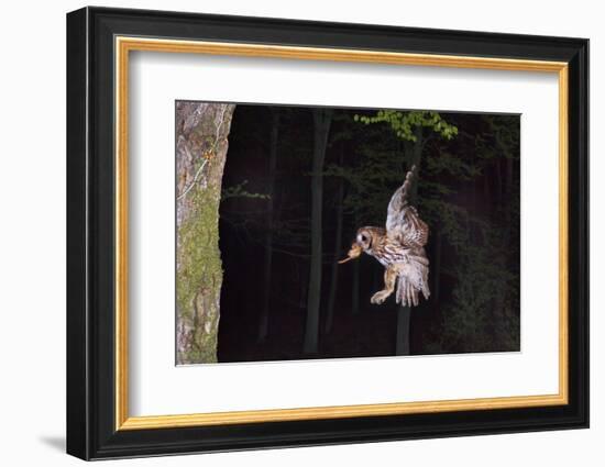 Tawny Owl (Strix Aluco) Flying with Dormouse Prey (Muscardinus Avellanairus) to Nest, Sussex-Dale Sutton-Framed Photographic Print