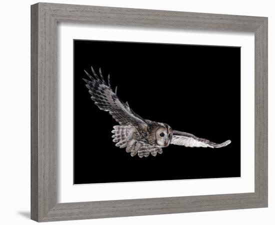 Tawny Owl (Strix Aluco) in Flight. Captive. UK-null-Framed Photographic Print