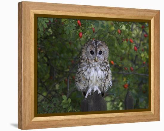 Tawny Owl (Strix Aluco), on Gate with Rosehips, Captive, Cumbria, England, United Kingdom-Steve & Ann Toon-Framed Premier Image Canvas