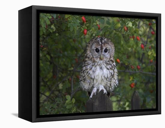 Tawny Owl (Strix Aluco), on Gate with Rosehips, Captive, Cumbria, England, United Kingdom-Steve & Ann Toon-Framed Premier Image Canvas