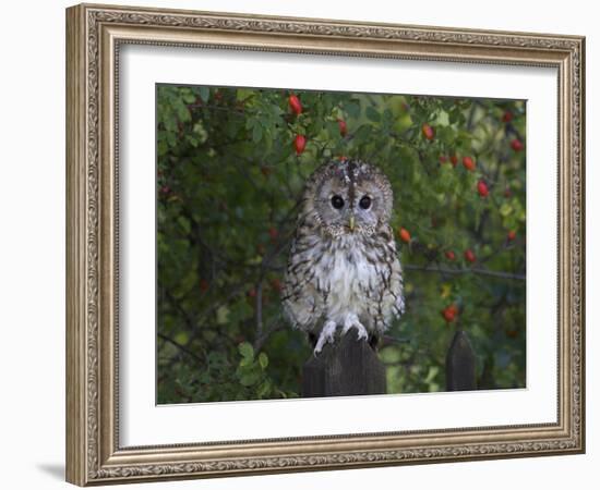 Tawny Owl (Strix Aluco), on Gate with Rosehips, Captive, Cumbria, England, United Kingdom-Steve & Ann Toon-Framed Photographic Print