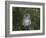 Tawny Owl (Strix Aluco), on Gate with Rosehips, Captive, Cumbria, England, United Kingdom-Steve & Ann Toon-Framed Photographic Print