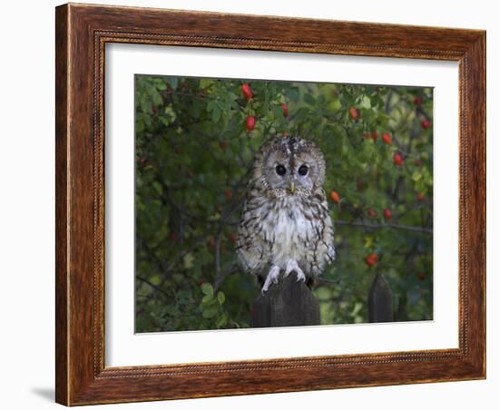 Tawny Owl (Strix Aluco), on Gate with Rosehips, Captive, Cumbria, England, United Kingdom-Steve & Ann Toon-Framed Photographic Print