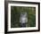 Tawny Owl (Strix Aluco), on Gate with Rosehips, Captive, Cumbria, England, United Kingdom-Steve & Ann Toon-Framed Photographic Print