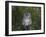 Tawny Owl (Strix Aluco), on Gate with Rosehips, Captive, Cumbria, England, United Kingdom-Steve & Ann Toon-Framed Photographic Print