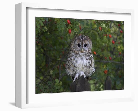 Tawny Owl (Strix Aluco), on Gate with Rosehips, Captive, Cumbria, England, United Kingdom-Steve & Ann Toon-Framed Photographic Print