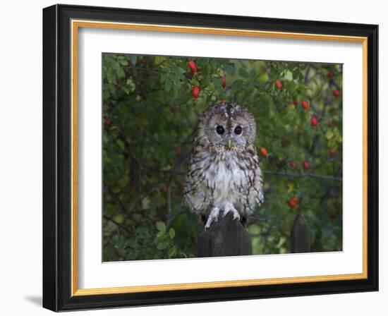 Tawny Owl (Strix Aluco), on Gate with Rosehips, Captive, Cumbria, England, United Kingdom-Steve & Ann Toon-Framed Photographic Print