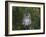 Tawny Owl (Strix Aluco), on Gate with Rosehips, Captive, Cumbria, England, United Kingdom-Steve & Ann Toon-Framed Photographic Print