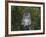 Tawny Owl (Strix Aluco), on Gate with Rosehips, Captive, Cumbria, England, United Kingdom-Steve & Ann Toon-Framed Photographic Print